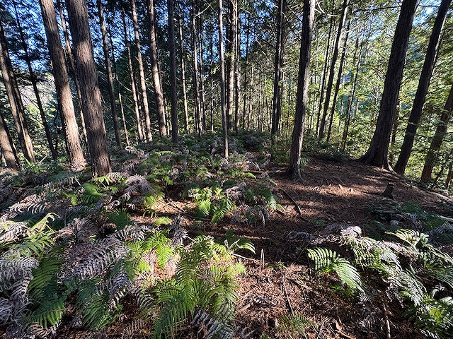 �悭�핽���ꂽ��s�����y�ۂ͂Ȃ�